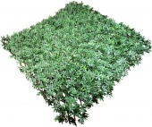 Изгородь деревянная с искусственной листвой 100*200 см/MZCSL-04027 Клён Зелёный