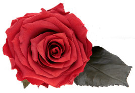 Стабилизированная роза «iLuba»